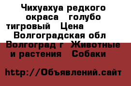 Чихуахуа редкого окраса - голубо-тигровый › Цена ­ 15 000 - Волгоградская обл., Волгоград г. Животные и растения » Собаки   